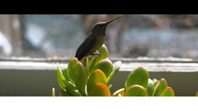 Hummingbird Rescue