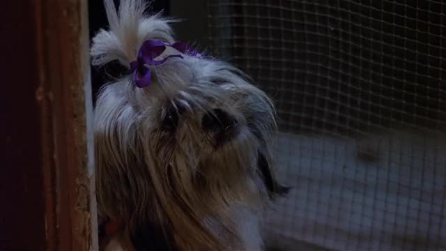 Friday-the-13th-Part-2-1981-GIF-01-23-26-dog