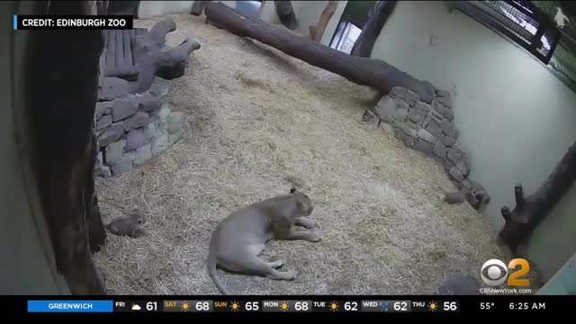 Lion cub startles mom