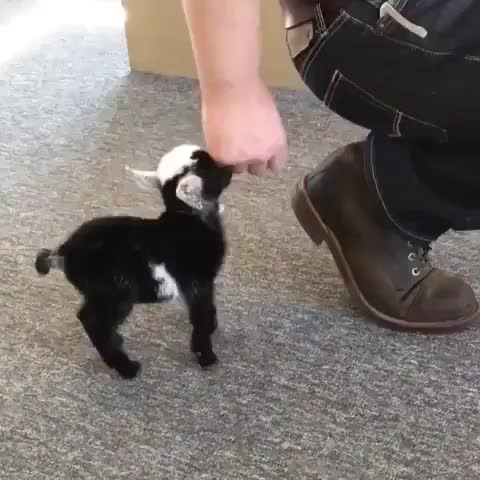 Baby Goat Scritches