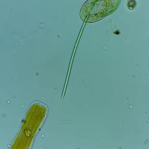 Infusoria eating algae