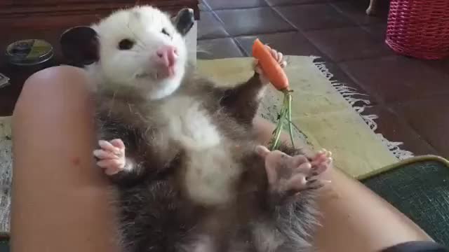 opossum eating a carrot