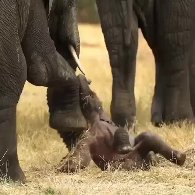 When a baby elephant stood for the first time