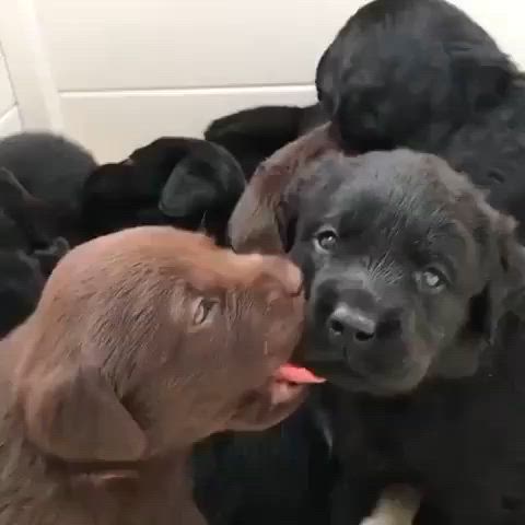 biting cute puppy clip