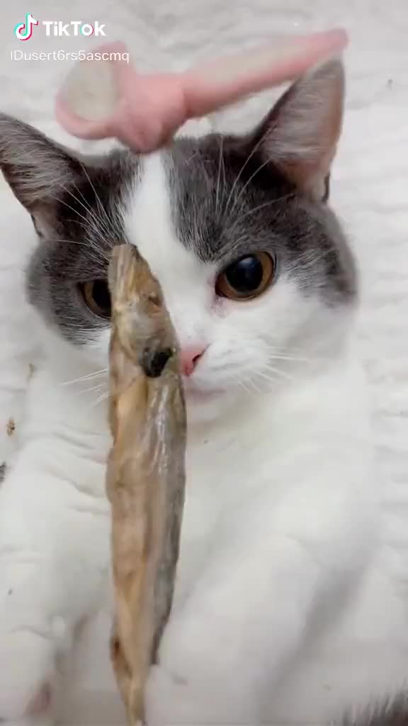 Cat Sardine