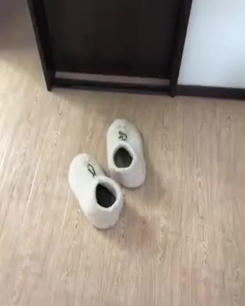 kitten in slipper