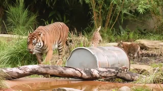 Today our rare and gorgeous Sumatran Tiger Cubs made their public debut, and ...
