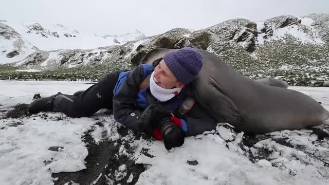 ? Curious baby Elephant Seals check out a wildlife photographer
