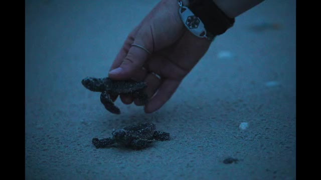 Baby Sea Turtle Release