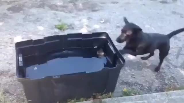 water puppy