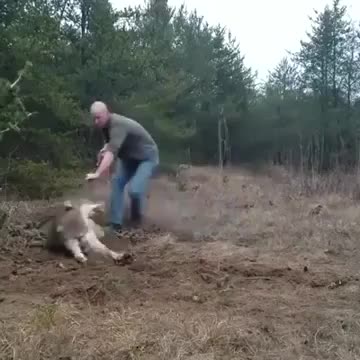 Man saving a wolf in distress