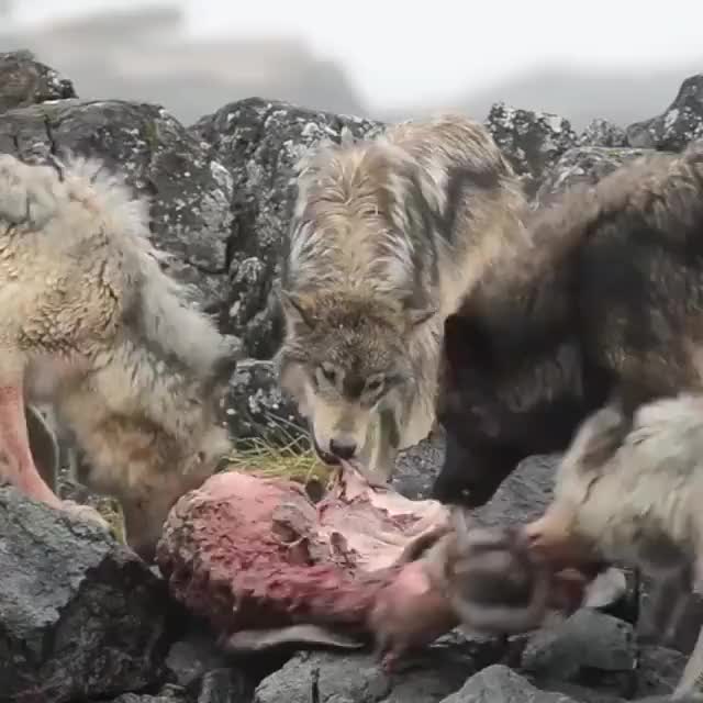 Sea Wolves Eating Sea Lion
