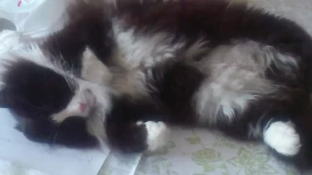 Rufus cat dreaming