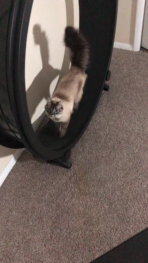 My cat likes to walk on her wheel while I’m on my exercise bike. The way she looks