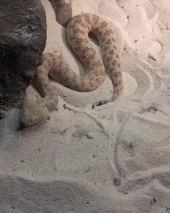 A viper burying itself in the sand