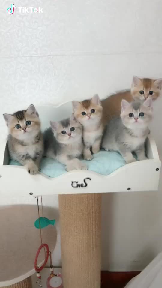 five small cute cat 