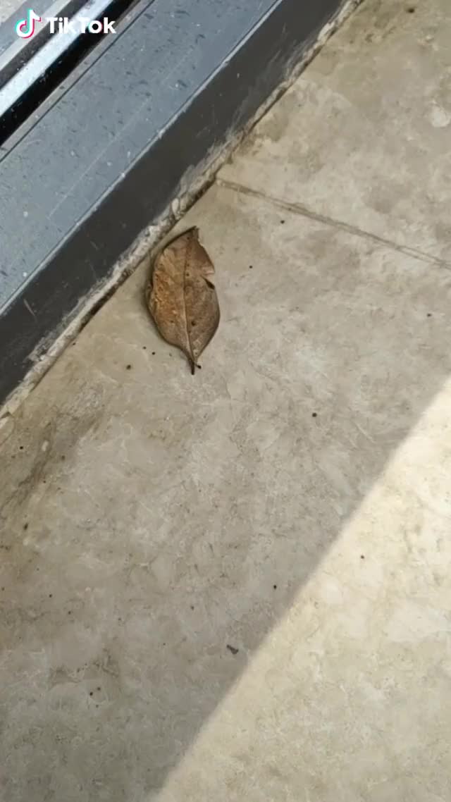 Omg，It's a butterfly!