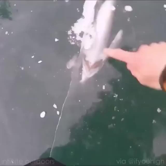 A fish eating another fish frozen in ice-720p