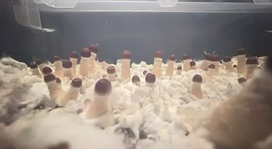 Exactly one month since I inoculated my bags ☺️ little time lapse of the babies