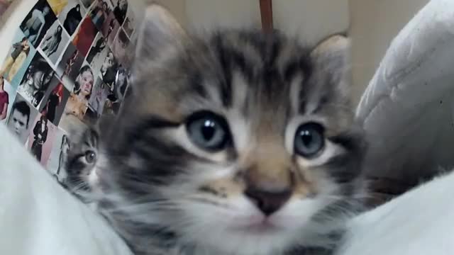 Worlds Cutest Kittens (Tabby Kitten)