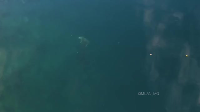 Pig goes swimming with his mate