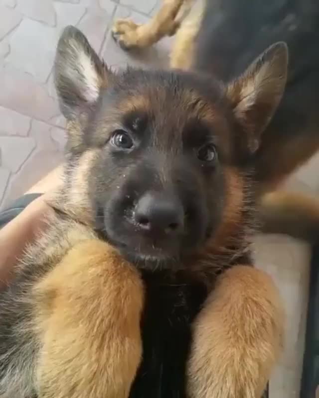 Puppy came to steal your heart