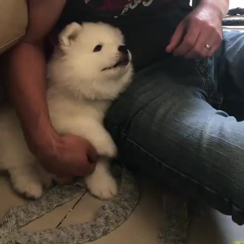 Puppy burps . Throwback to when I burped on my dad ? . .