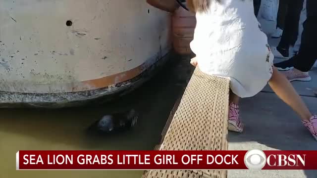 Sea lion grabs young girl from dock, pulls her underwater