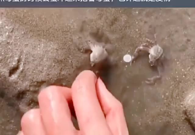 Mother crab protects baby crab