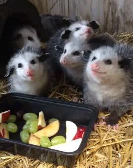 opossums eating gnam gnam