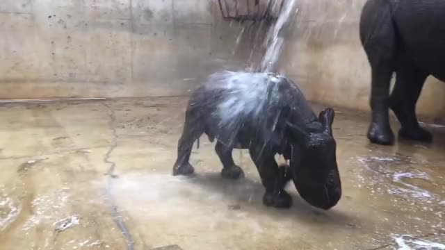 Black rhino calf takes his first bath.