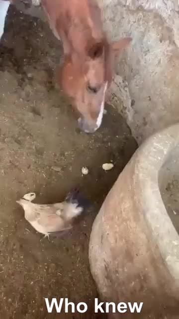 Horses Really Love Chickens and Chicken Nuggets
