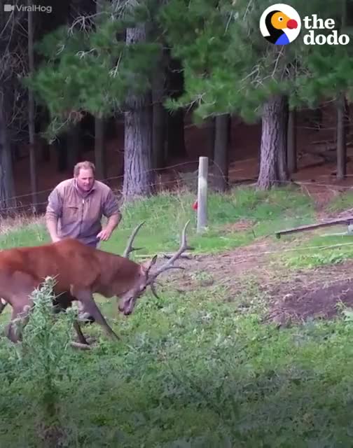 These two deer were stuck together by their antlers — until these guys came a...