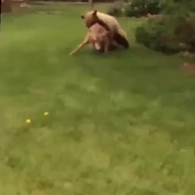 Grizzly Bear catches Deer in someone’s backyard