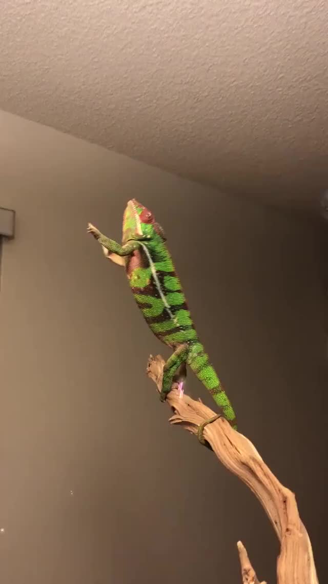 Animals Doing Things - Chameleon bubbles Facebook