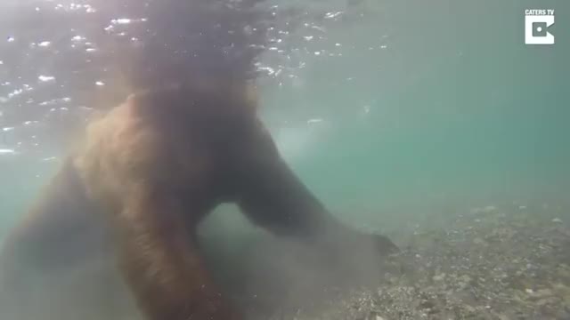 Underwater view of a bear fishing