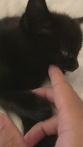 black angelica catsuit kitten clip