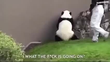 Drunk panda with subtitles : a standard night out