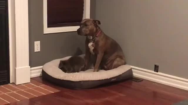 Cricket, our foster raccoon trying to nurse on our pitbull, Riley. - 993465