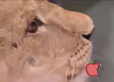 Baby Lion Was About To Tear Baby Human Up