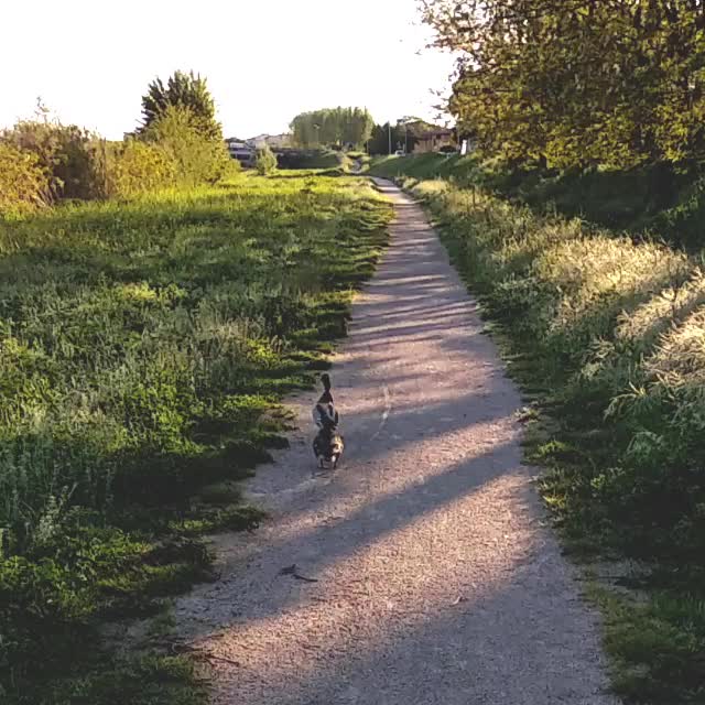 My morning walk companions