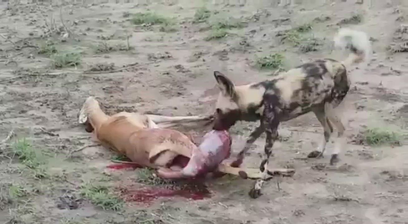 Wild dog eats foetus of a deer