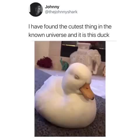 everyone needs this duck in their lives ? (@thejohnnyshark on Twitter)