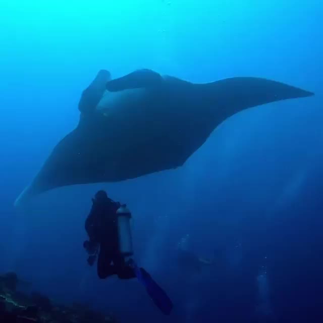 Swimming with a 16feet ( 5meters) oceanic manta ray