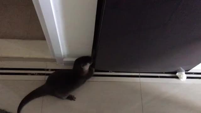 Hungry Otter Opens the Fridge