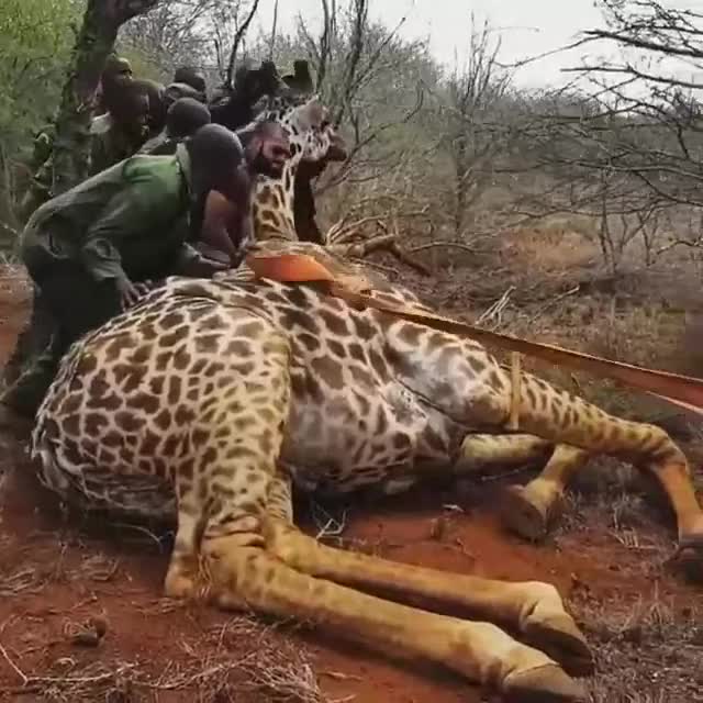 Fallen Giraffe is helped to get up on its feet by forrest ragngers