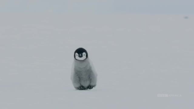 Penguin on the Move | Dynasties Premieres Saturday, January 19 at 9pm | BBCAmerica