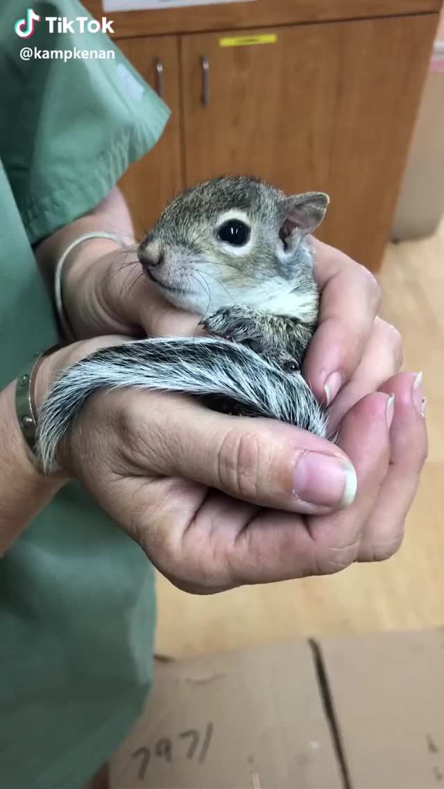 Rescued Baby Squirrel!!! #sponsored #rescued #aww #squirrel