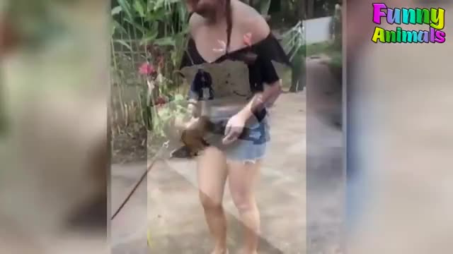 Funny Monkeys Doing Stupid Things - Funniest Animals Videos 2018