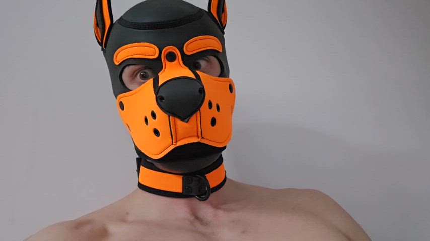 My owner did it. They locked me up. Thoughts from a newly locked Pup...